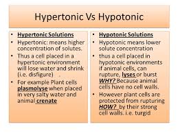 Maybe you would like to learn more about one of these? Hypotonic Cakomo