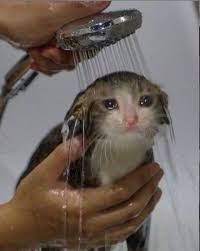 Sad Cat In Shower Blank Template Imgflip