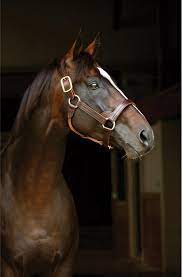 A Kingdom Of Horses Horses Pretty Horses Thoroughbred