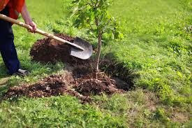Be vigilant for signs of box blight and box tree caterpillar, though, as they can result in the death or defoliation of your box plants. When Is The Best Time To Plant A New Hedge Or Tree