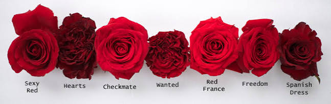 Red Rose Study – Flirty Fleurs The Florist Blog – Inspiration for Floral  Designers