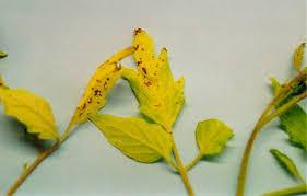 Image result for tomato seedling xanthomonas vesicatoria