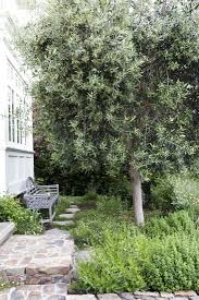 Garden Visit A Modern Ca Garden Inspired By The Classics Gardenista Olive Trees Garden Beautiful Gardens Mediterranean Garden