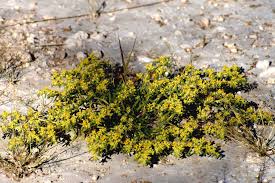 Image result for Lebeckia linearifolia