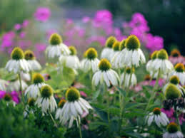 This gardening term simply means to remove the old spent blooms including any developing seed from a plant to help. White Swan Coneflower Is A Time Tested Echinacea Horticulture