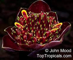 Image result for Etlingera
