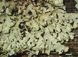 Image result for Melinis ambigua