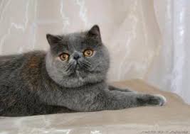 Exotic Cat Exotic Shorthair Breed Profile