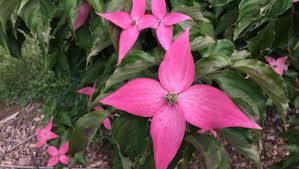 Check spelling or type a new query. Rutgers Researchers Unleash Scarlet Fire Dogwood