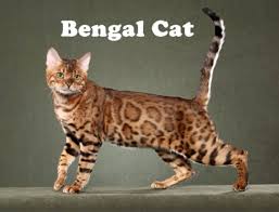 Perawatan jenis kucing bengal bisa anda lakukan dengan telaten agar. 6 Keunikan Kucing Bengal Si Hewan Langka Berharga Mahal Yang Lucu