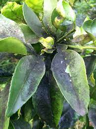 It seemed to me that the mold. Controlling Citrus Sooty Mold Learn About Sooty Mold Treatment For Citrus