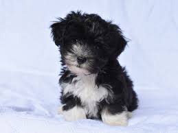 Black And White Havanese Puppy Tiny Now Perfect Puddles Will Grow To Be A Lovely Black And White Boy And Is Already A Handsome Havanese Havanese Puppies For Sale Havanese Havanese Puppies