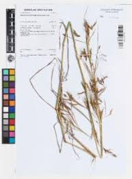 Image result for Hyparrhenia formosa