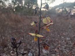 Image result for Eulophia schweinfurthii