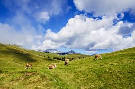 5387580 4928x3264 landscape, farm, pasture, nature, blue sky, cloud, meadow,  agriculture, hill, valley, green, Creative Commons images, livestock,  farming, mountain, outdoor, grass, blue, cow, field, grazing - Rare Gallery  HD Wallpapers