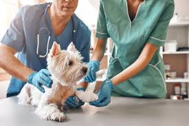 When figuring out how much to pay a professional pet sitter, it's important to offer fair, competitive pet sitting rates or pet walking rates. How To Handle A Pet Emergency Great Pet Care