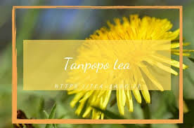 たんぽぽ茶の気になる味は 効果 効能 飲み方を解説 副作用や妊娠時の心配事は お茶ラボ