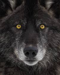 We did not find results for: The Beauty Of Wildlife Black Wolf By C Cjm Photography