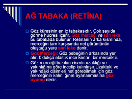Duyu Organlari Ppt Indir