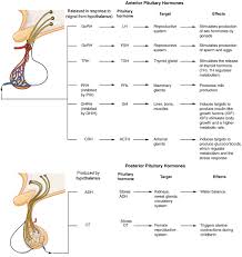 animal hormones biology 1520