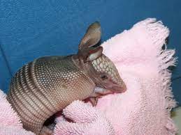 Baby Armadillo 1 Cute Animals Animals Wild Cute Baby Animals