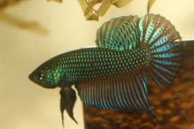 From wikimedia commons, the free media repository. Poisson Betta Smaragdina Betta Smaragdina Fiche Complete Parametres Volume Maintenance En Aquarium Reproduction Et Nourriture