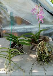 Vanda orchids are tropical plants that do well in a warm, humid environment. Re Basketing A Vanda