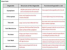 Cellular totipotency is the property of plants. Plant Cell Vs Animal Cell Ppt Download