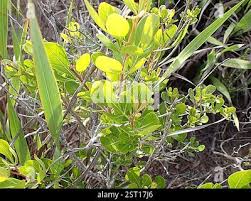 Image result for Searsia lucida