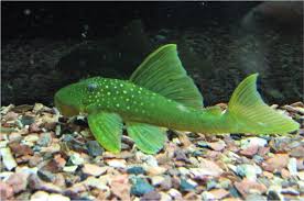 Http I805 Photobucket Com Albums Yy335 Aqua Dreams Img 0177 Jpg Fish Pleco Fish Aquarium Fish