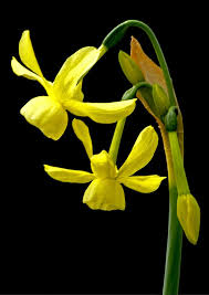 Daffodil Narcissus Hawera Daffodils Flowers Black Background Love Flowers