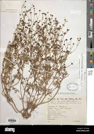 Image result for Chrysanthellum indicum