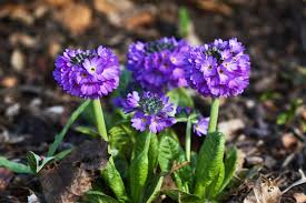 Die primeln (primula) sind eine pflanzengattung aus der familie der primelgewächse (primulaceae). Gartentechnik De