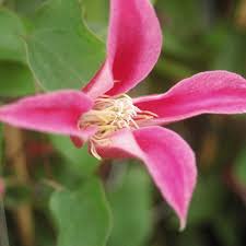 Maybe you would like to learn more about one of these? Clematis Princess Diana Texensis Texas Waldrebe Online Bestellen Bei Schmid Gartenpflanzen