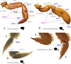Image result for Heteromorpha involucrata