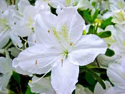 Some flowers have a notch in the petals. White Garden Design How To Create A White Colored Garden