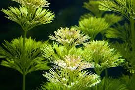 Image result for Limnophila crassifolia