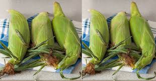 So, bacaterus mempersembahkan cara merebus jagung yang benar untuk anda. Cara Kupas Kulit Jagung Dengan Microwave Okezone Lifestyle