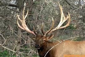 Randy Ulmer Stalks Close to Bowhunt Elk Day 1: What's Bowhunting Elk Like