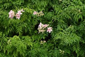 Image result for Podranea