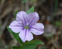 Image result for Ruellia cordata