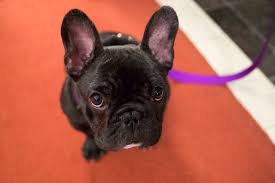 We share our experience, amazing stories and knowledgeable content among dog lovers. Don T Let Puppy Love Blind You To The Expense Of A Dog The Lima News