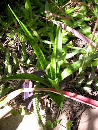 Image result for Cuviera semseii