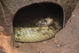 This page is based on the copyrighted wikipedia article ringhalskobra (authors); Giftnattern Elapidae Fotos Tier Fotos Eu