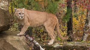 Advertisement they play on the edge and get in the face of opposition. Urlaub Diktatur Locken Puma Vs Leopard Analogie Verunreinigen Bericht