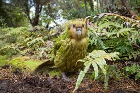 Kakapo Owl Parrot Kakapo Animals Are Beautiful People Kakapo Parrot