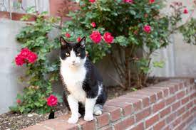 By jennifer sellers, petfinder contributor. Ways To Keep Cats Out Of Your Yard Or Garden