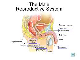 Chapter 17 Reproduction In Humans Lesson 1 Human Reproductive System