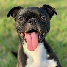 The pooch will have either a black, white or brown. Fakten Zum Mops Boston Terrier Mix Hunde Zentrale