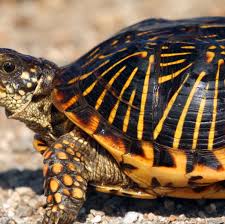 Image result for turtle